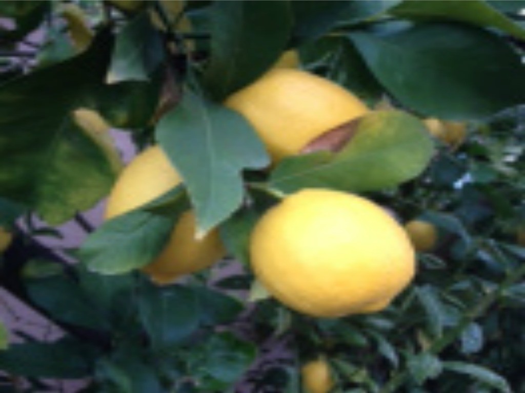 Smell the Lemons… FCBC Fresno